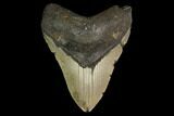 Fossil Megalodon Tooth - North Carolina #147022-1